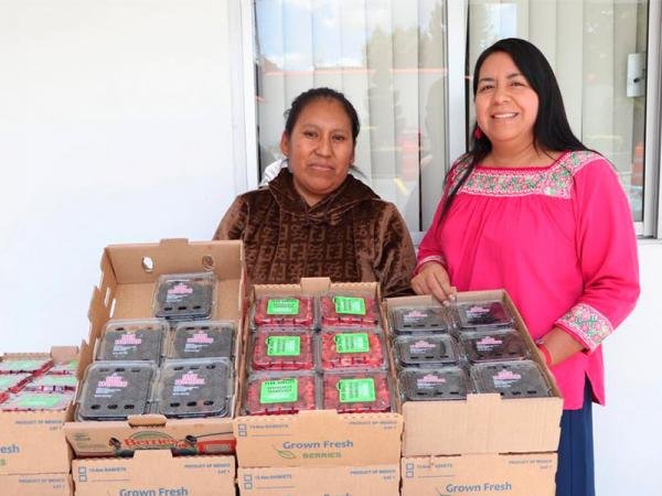 Promueve gobierno de Puebla consumo local de frambuesas y zarzamoras