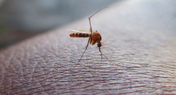 Reporta Salud 14 hospitalizados por dengue