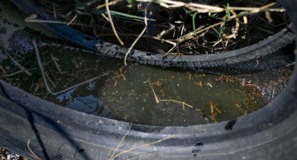 Puebla acumula mil 030 casos de dengue: Salud