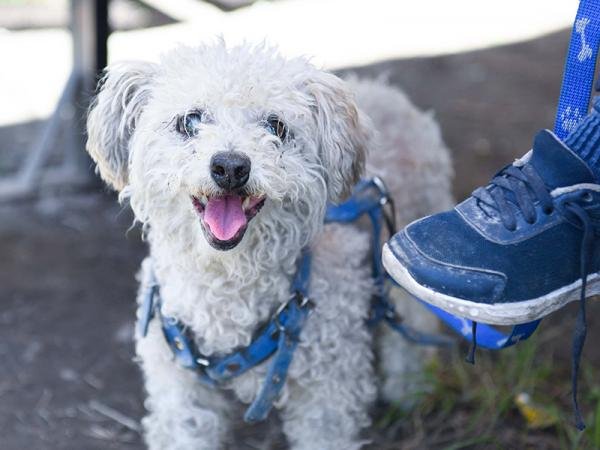 Puebla suma 22 años sin casos de rabia humana transmitida por perro: Salud