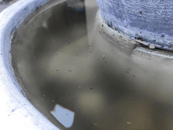 Suman nueve hospitalizados por dengue: Salud