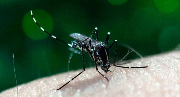 Concentran cinco municipios 47.5% de los casos de dengue: Salud