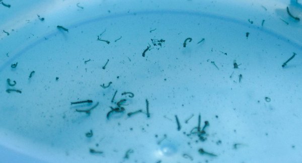 Descarta Salud contagios y defunciones por dengue en últimas 24 horasMartes, 07 Noviembre 2023 09:23