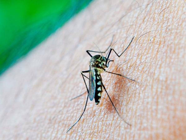 Suma Puebla 3 mil 121 casos acumulados de dengue: Salud