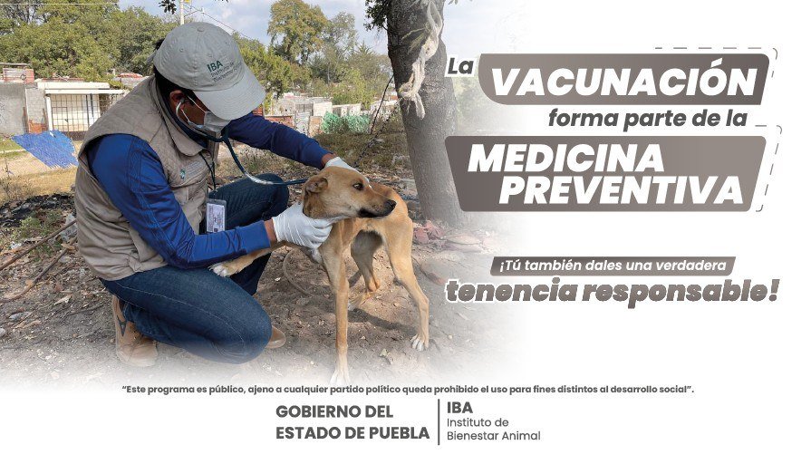 La vacunación: medicina preventiva