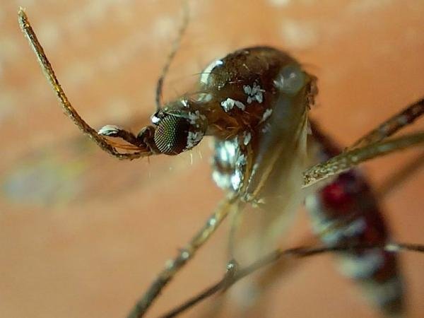 Concentran cinco municipios el 59.3% de casos de dengue en Puebla: Salud