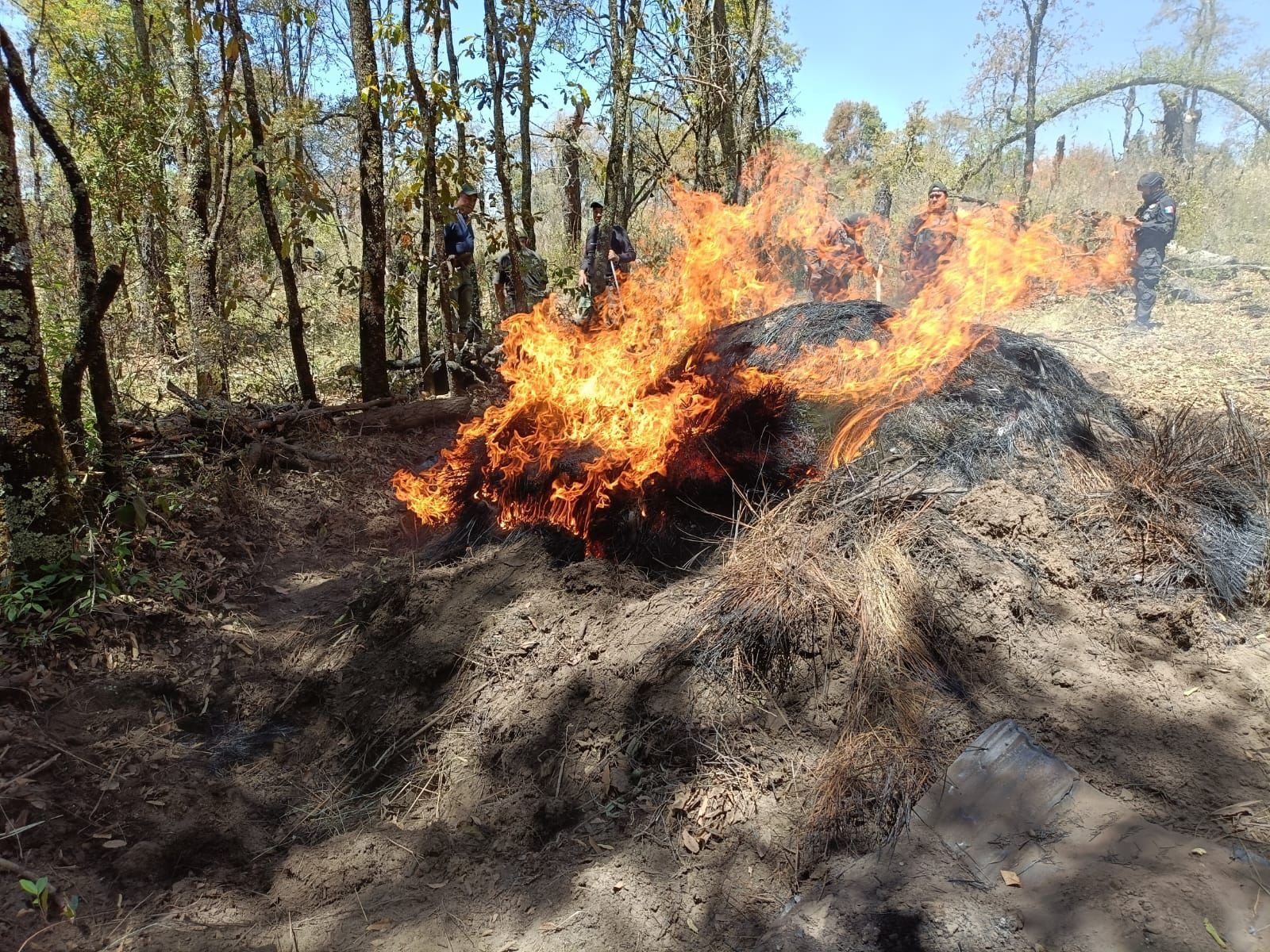 Puebla y Tlaxcala aseguran más de 200 troncos de madera ilegal en La Malinche