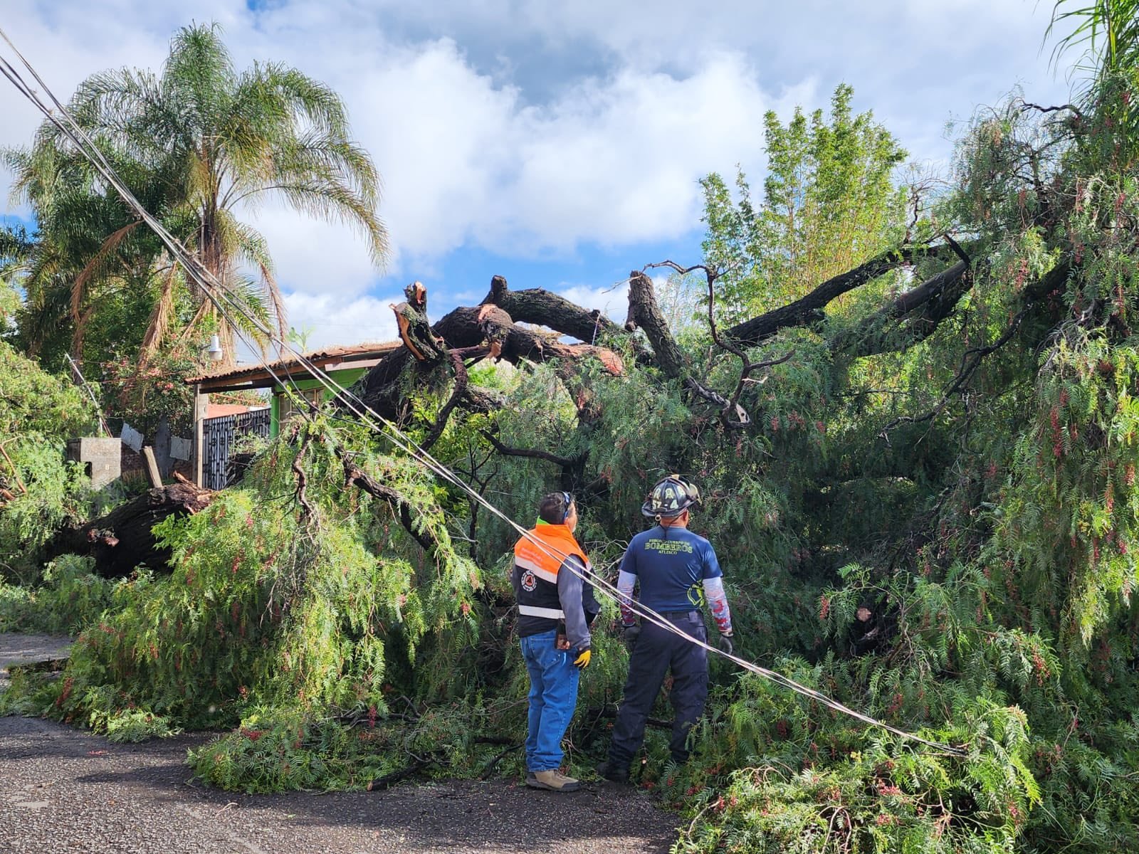 Por las fuertes lluvias y vientos registrados esta madrugada, un árbol ubicado en el camino a Rancho Gamboa colapsó